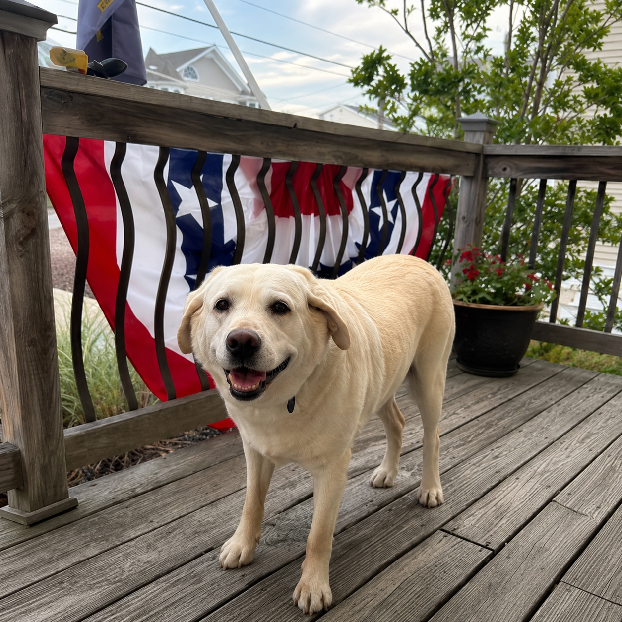 Yellow Labrador Retriever