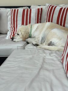 Yellow Labrador Retriever