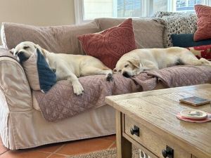 Yellow Labrador Retriever