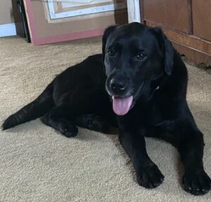 Black Labrador