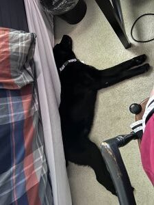 yellow and black labrador retriever