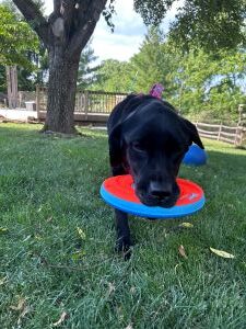black labrador retriever