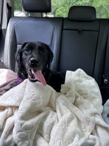 black labrador retriever