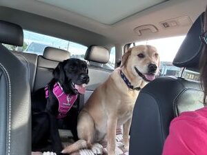 yellow and black labrador retriever
