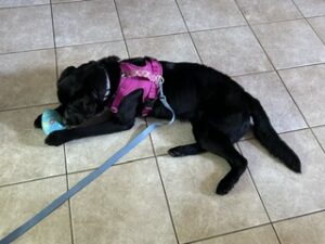 Black Labrador