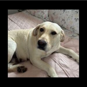Yellow Labrador