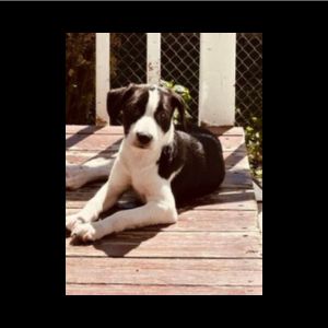 black lab mix