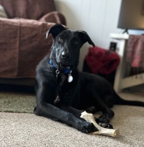Black Labrador mix