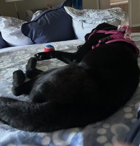 Black Labrador