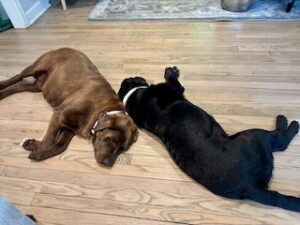Chocolate Labrador Retriever