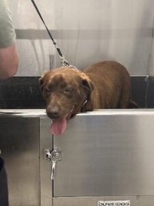 Chocolate Labrador Retriever