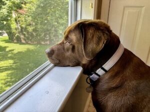 Chocolate Labrador Retriever
