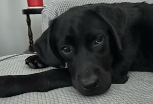 Black Labrador