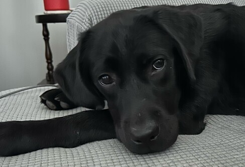 Black Labrador