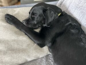 Black Labrador