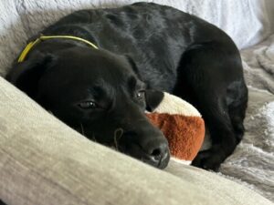 Black Labrador
