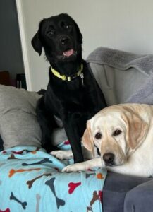 Black Labrador