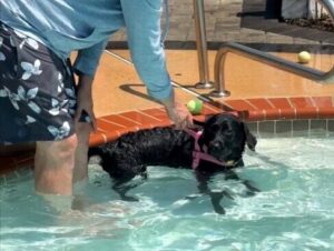 Black Labrador