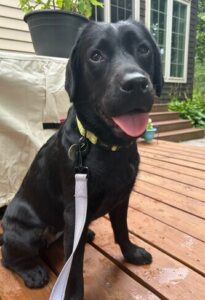 Black Labrador