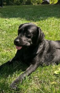 Black Labrador
