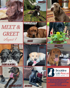 Photo showing the dogs that will be attending our Foster Field Day on August 1