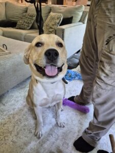 Yellow Labrador Mix