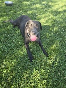 Black Labrador Retriever
