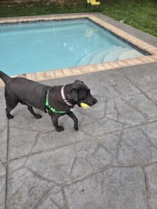 Black Labrador Retriever