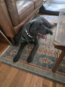 Black Labrador Retriever