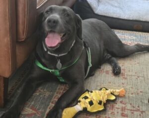 S'mores Black Labrador Retriever Female 7 Years Old ID#3805