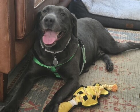 S'mores Black Labrador Retriever Female 7 Years Old ID#3805