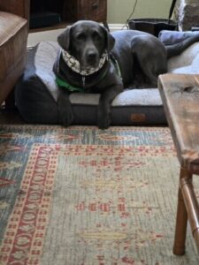 Black Labrador Retriever