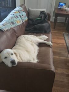 Black Labrador Retriever