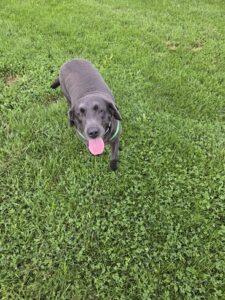 S'mores Black Labrador Retriever Female 7 Years Old ID#3805