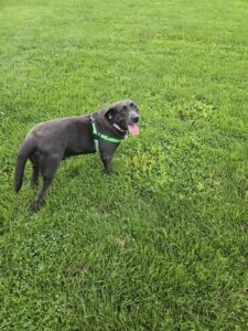 S'mores Black Labrador Retriever Female 7 Years Old ID#3805