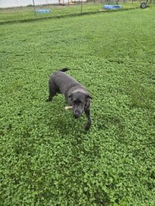 S'mores Black Labrador Retriever Female 7 Years Old ID#3805