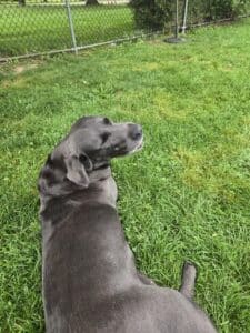 S'mores Black Labrador Retriever Female 7 Years Old ID#3805