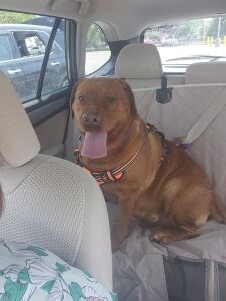 fox red labrador retriever