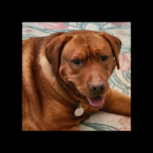 fox red labrador retriever