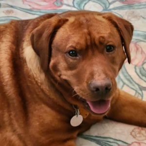 fox red labrador retriever