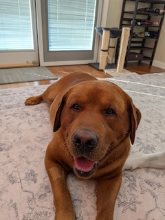 Yellow Labrador