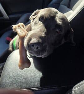 S'mores Black Labrador Retriever Female 7 Years Old ID#3805