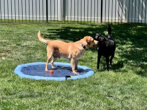 Yellow Labrador