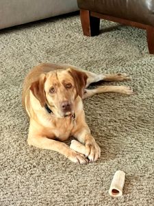 Yellow Labrador