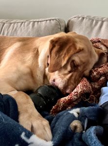 Yellow Labrador