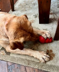 Yellow Labrador