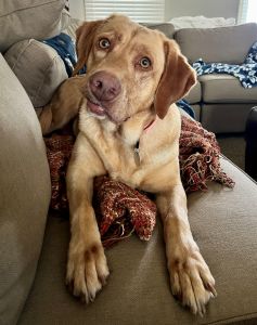 Yellow Labrador Retriever