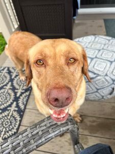 Yellow Labrador Retriever