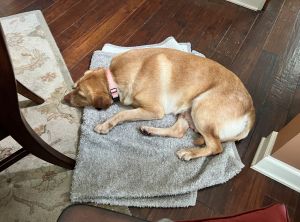 Yellow Labrador Retriever