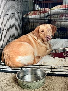 Yellow Labrador Retriever
